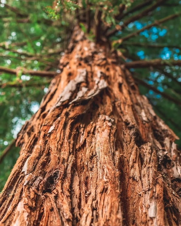 tree bark
